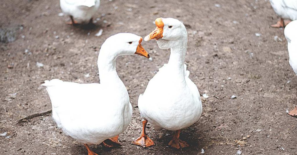 Difference Between Swans And Geese