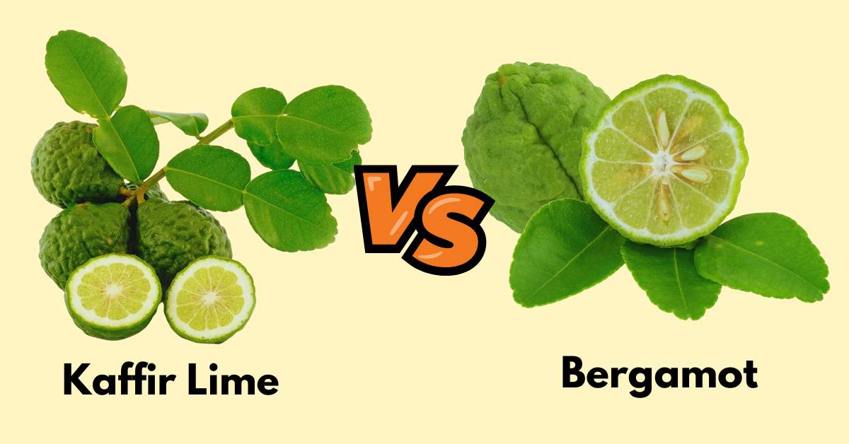 Kaffir Lime Vs Bergamot